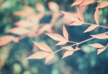 雅克德羅用藝術繪畫詮釋其獨特的制錶理念